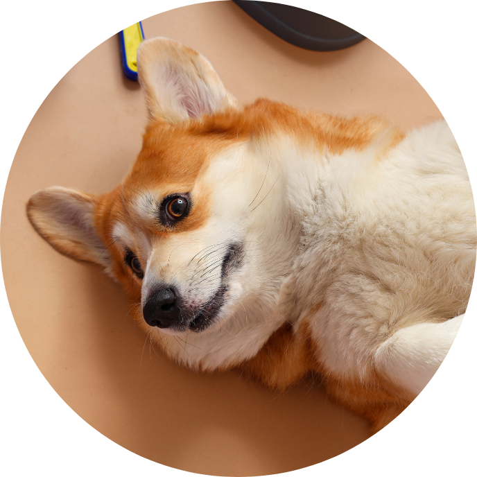 Pets